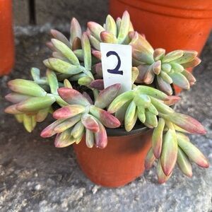 10 Graptosedum 'Francesco Baldi' clipping “1-3” inches.
